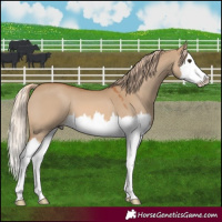 Horse Color:Red Dun Splash