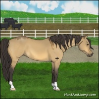 Horse Color:Buckskin Dun 