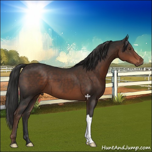 Horse Color:Liver Chestnut 