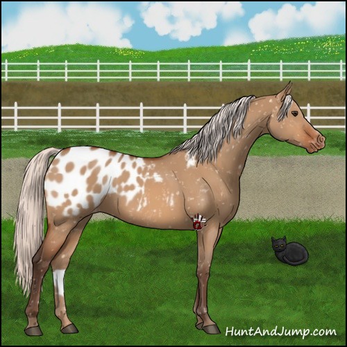 Horse Color:Silver Bay Dun Appaloosa 
