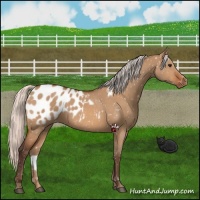 Horse Color:Silver Bay Dun Appaloosa 