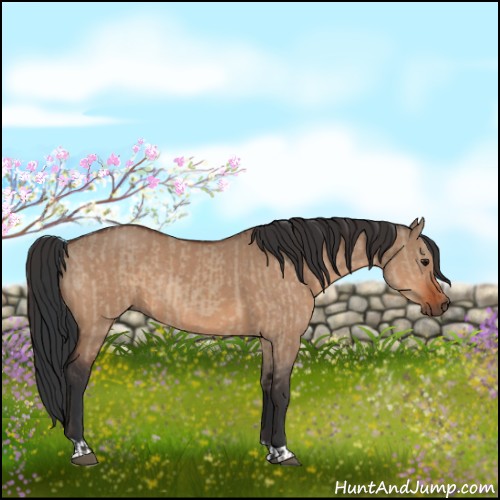 Horse Color:Bay Dun  and Bay Dun 