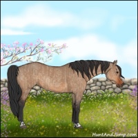 Horse Color:Bay Dun  and Bay Dun 