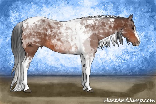 Horse Color:Bay Sabino Tobiano 