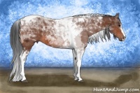 Horse Color:Bay Sabino Tobiano 