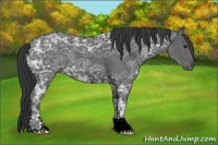 Horse Color:Black Ice 