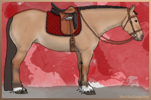 Horse Color:Bay Dun 