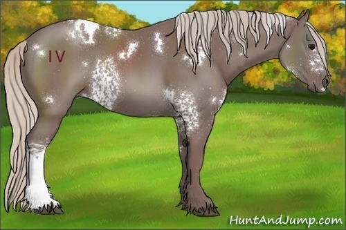 Horse Color:White Spotted Chocolate Silver Black