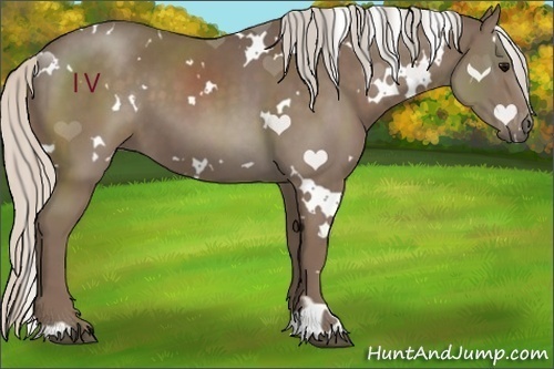 Horse Color:White Spotted Silver Black