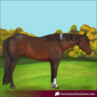 Horse Color:Liver Chestnut Tobiano 