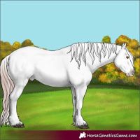 Horse Color:Platinum Brown Dun Blanket 
