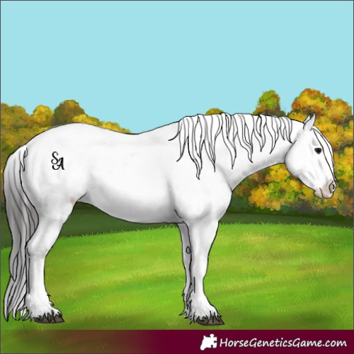 Horse Color:Platinum Brown Appaloosa 