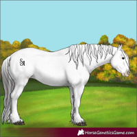 Horse Color:Platinum Brown Appaloosa 