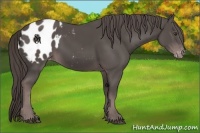Horse Color:Platinum Liver Chestnut Sabino Appaloosa