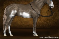 Horse Color:Chocolate Palomino Sabino Frame Rabicano