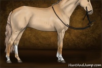 Horse Color:Palomino Roan Tobiano Rabicano 