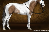 Horse Color:Buckskin Sabino Splash Tobiano Rabicano