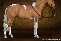 Horse Color:Silver Buckskin Roan Tobiano Rabicano 