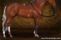 Horse Color:Silver Bay Tobiano Rabicano