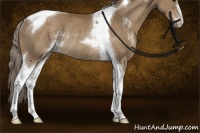 Horse Color:Chocolate Palomino Sabino Tobiano Rabicano