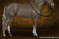 Horse Color:Chocolate Palomino Tobiano Rabicano 