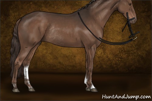 Horse Color:Liver Chestnut Sabino Rabicano 