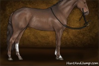 Horse Color:Liver Chestnut Sabino Rabicano 