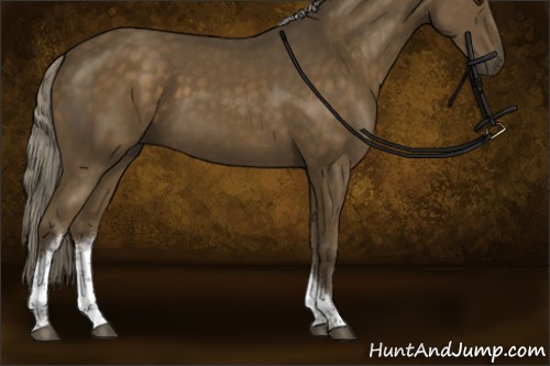 Horse Color:Chocolate Palomino Tobiano Rabicano
