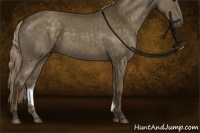 Horse Color:Chocolate Palomino Sabino Rabicano 