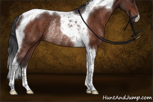 Horse Color:Brown Tobiano Rabicano