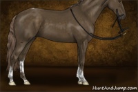 Horse Color:Chocolate Palomino Sabino Tobiano Rabicano
