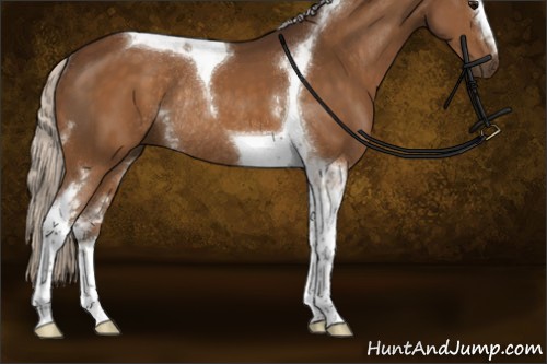 Horse Color:White Spotted Silver Buckskin Tobiano Rabicano