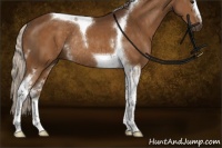 Horse Color:White Spotted Silver Buckskin Tobiano Rabicano 