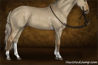 Horse Color:Chocolate Palomino Dun Tobiano Rabicano 