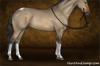 Horse Color:Buckskin Dun Tobiano Rabicano 