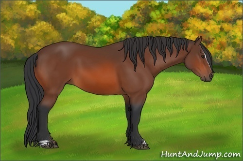 Horse Color:Brown Sabino