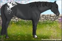Horse Color:Black Appaloosa