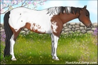 Horse Color:Bay Tobiano Appaloosa 