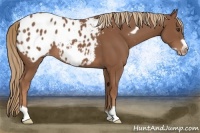 Horse Color:Chestnut Frame Appaloosa