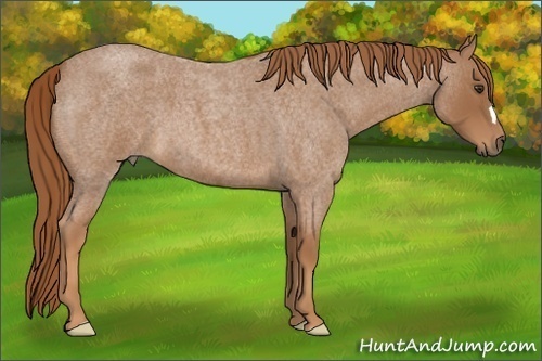 Horse Color:Red Roan 