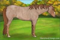 Horse Color:Red Roan 