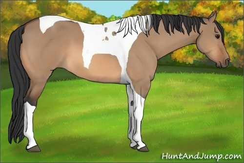 Horse Color:Bay Dun Tobiano 