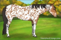 Horse Color:Bay Tobiano Near Leopard 