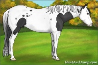 Horse Color:Black Splash Tobiano 