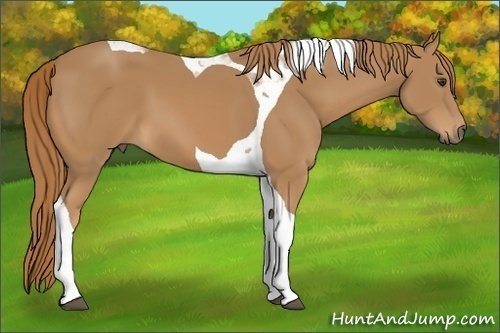 Horse Color:Chestnut Tobiano 