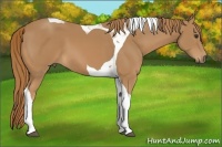 Horse Color:Chestnut Tobiano