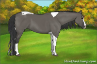 Horse Color:Grullo Splash Tobiano