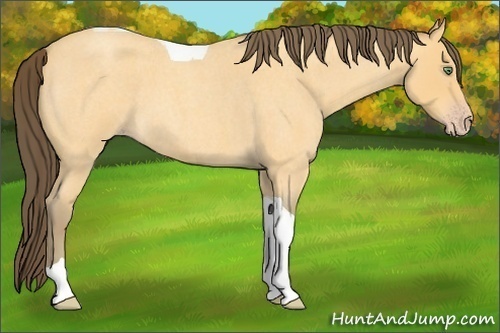 Horse Color:Amber Cream Champagne Roan Tobiano 