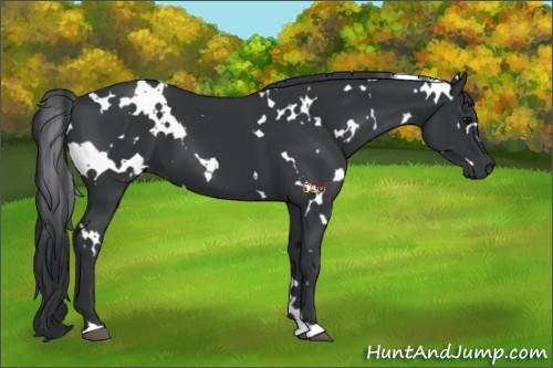 Horse Color:White Spotted Black 