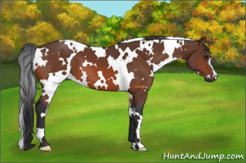 Horse Color:White Spotted Bay